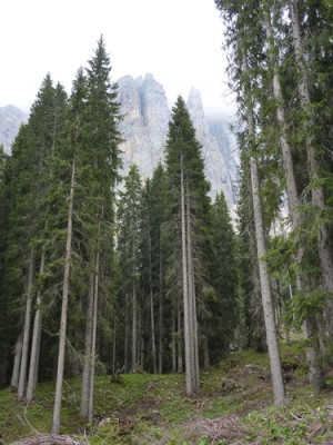 40_Haselfichten_fars_2012.jpg