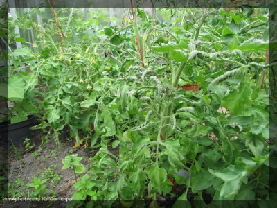 comp_Tomaten_trocken_1.jpg