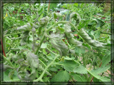 comp_Tomaten_trocken_2.jpg