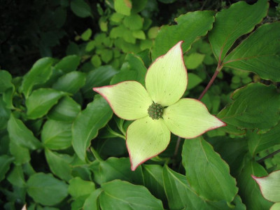 Cornus_kousa_Wietings_Select_Hortu.jpg