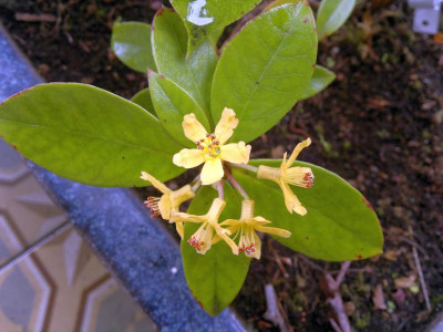 160620124558R.macgregoriae_Woods_2646.jpg