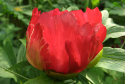 Paeonia_mascula_Seite.jpg