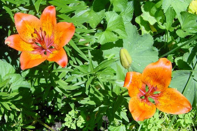 GP_Lilium_bulbiferum_ssp_croceum_2012-06-14e.jpg