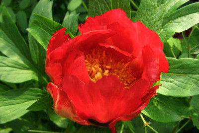Paeonia_mascula_oben.jpg