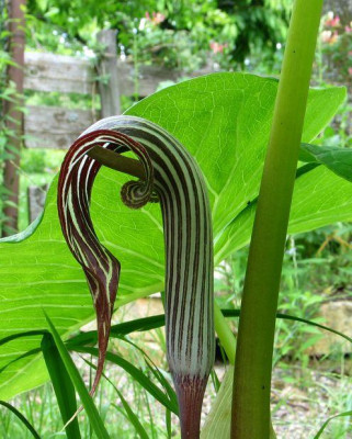 A.fargesii-ax5.jpg