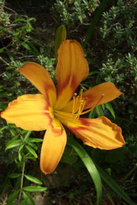 Hemerocallis_spec.jpg