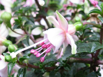 Fuchsie_Gartenpur.jpg