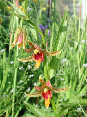 Epipactis_gigantea_Prof._Borris_Blutenstiel.jpg
