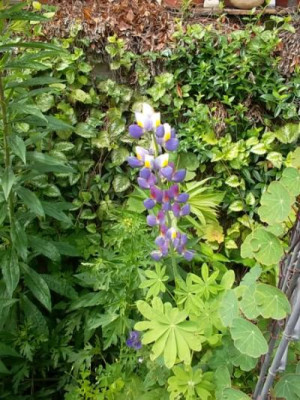 Andenlupine.jpg