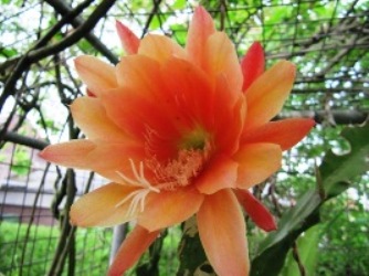 Epiphyllum_1.JPG