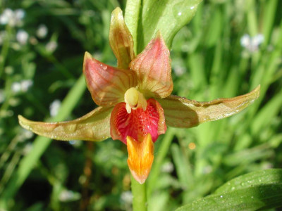 Epipactis_gigantea_Prof._Borris.jpg