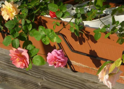 fensterbrettJuni3.JPG