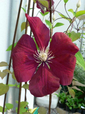 Clematis_VilleDeLyon.jpg