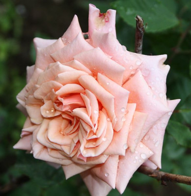 reve_apricot-2012-2.jpg