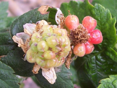Juni_12_033_Frucht_Tay.jpg
