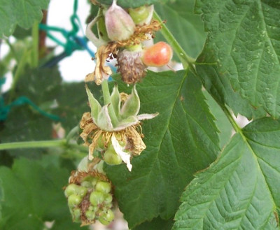 Juni_12_034_Frucht_Tay.jpg