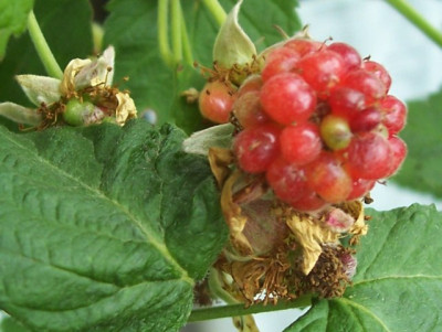 Juni_12_035_Frucht_Tay.jpg