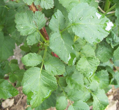 Juni_12_032_Blatt_Tay.jpg