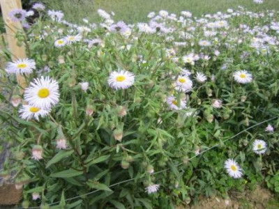 2012-06-17_-__Blumen_2012_Juni_011_fur_Forum.jpg