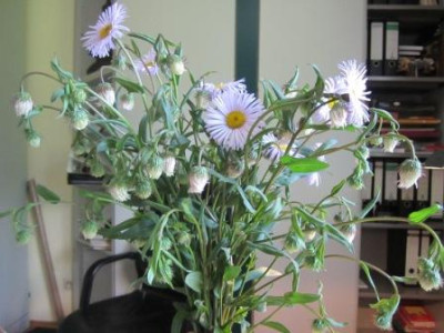 2012-06-17_-__Blumen_2012_Juni_021_fur_Forum.jpg
