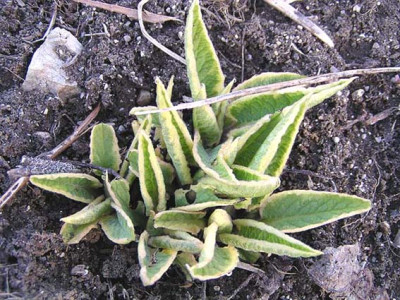 symp_variegat.jpg