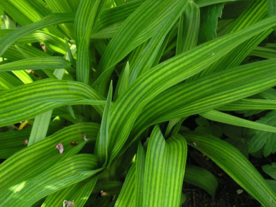 Siloam_Jerome_Pillow_Laub.jpg