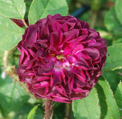 C2442a_Small.jpg