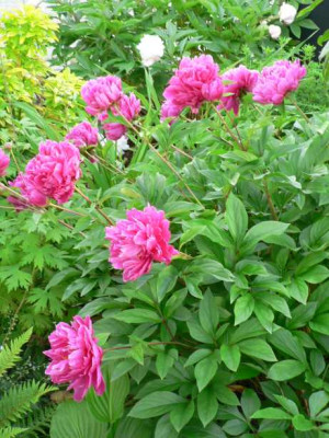 Paeonia_unbekannt1.jpg