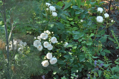 DSC_0133mg.jpg
