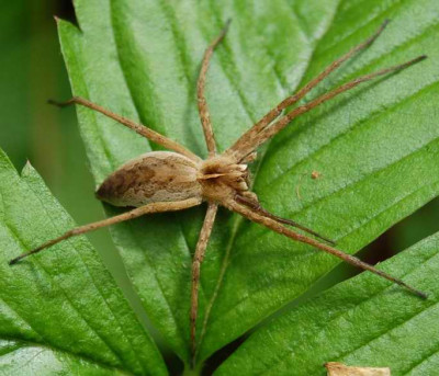 welche_spinne_7867b.jpg