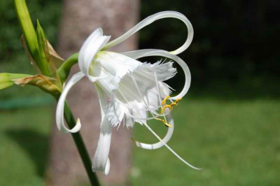 ismene_festalis_7880.JPG