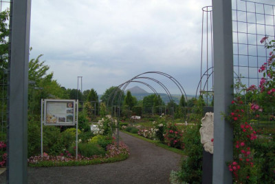 rosarium_cf-jubilaeumsgarten_zg.jpg