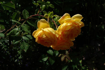golden-celebration_2012_zg.jpg