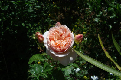 apricot-parfait_2012_zg.jpg