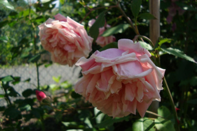 elie_beauvilain_2012_zg.jpg