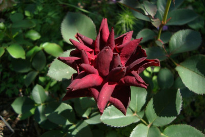 burgundy-velvet_2012_zg.jpg
