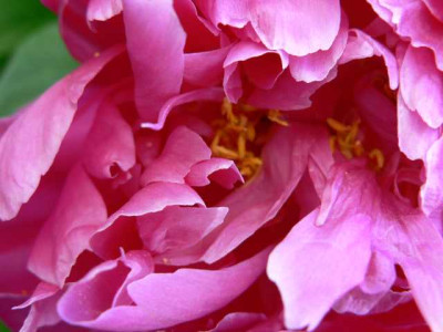 Paeonia_unbekannt3.jpg