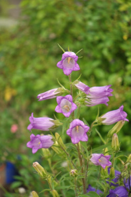 Campanula_media.jpg