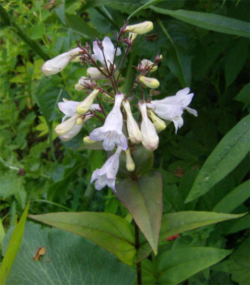 Penstemon-unbekannt-180612.jpg