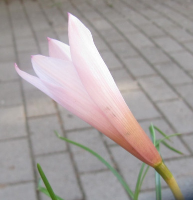 Habranthus_martinezii_120618.jpg