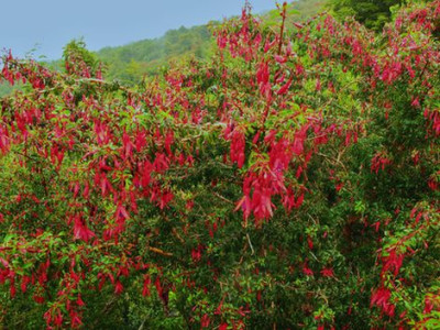 Fuchsia_magellanica_am_Vulkan_Osorno_fars_2012.jpg