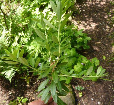 1_Unbekannter_Rhododendron_fars_2012.jpg