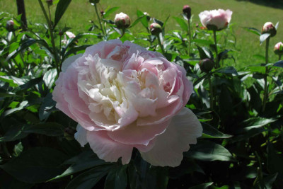 pfingstweissrosa1.jpg
