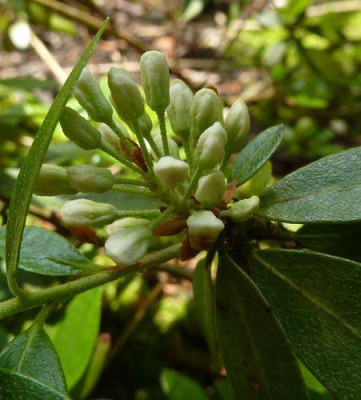 2_Unbekannter_Rhododendron_Blutenknospen_fars_2012.jpg