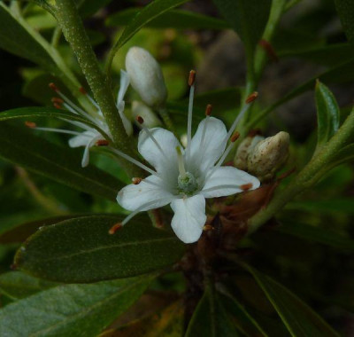 3_Unbekannter_Rhododendron_Einzelblute_fars_2012.jpg