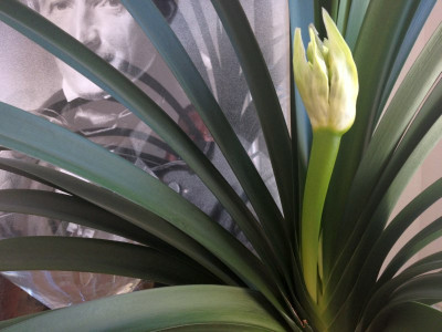 clivia-miniata-citrina_zg.jpg