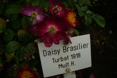 sangerhausen_daisy-brasilieir_2012_zg_schild.jpg