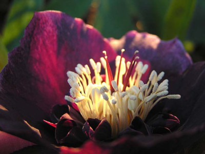 helleborus_rot_licht.jpg