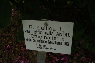 sangerhausen_gallica-officinalis_x_etoile-de-hollande_2012_zg_schild.jpg