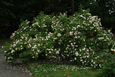 sangerhausen_szene_2012_zg8.jpg